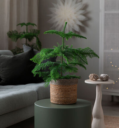 Stuegran 40 cm Stuegran 40 cm